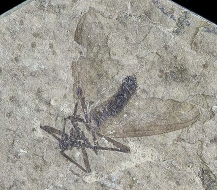 Fossil March Fly (Plecia) - Green River Formation #65161